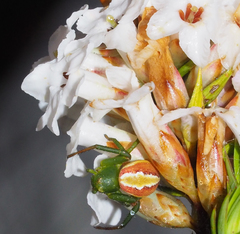 Australomisidia rosea