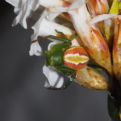 Australomisidia rosea