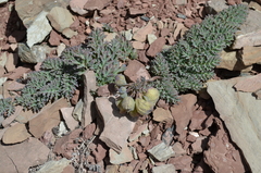 Corydalis fedtschenkoana