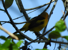 Icterus mesomelas