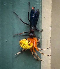 Poecilopompilus algidus