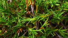 Dracophyllum pronum