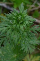 Aconitum maximum
