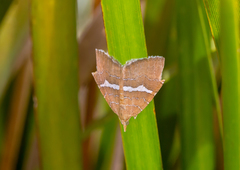 Chrysolarentia leucozona