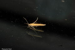 Stathmopoda skelloni