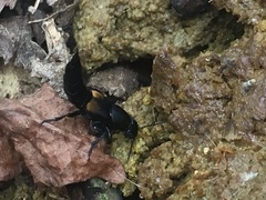 Platydracus fossator