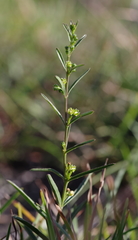 Ceropegia schizoglossoides