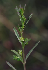 Ceropegia schizoglossoides