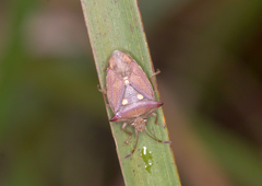 Hiarchas angularis