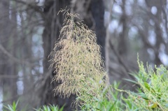Calomeria amaranthoides