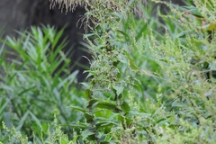 Calomeria amaranthoides