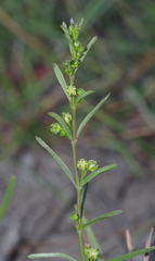 Ceropegia schizoglossoides