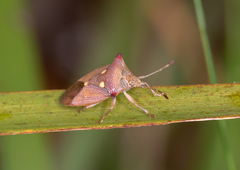 Hiarchas angularis