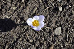 Crocus tauricus