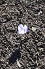 Crocus tauricus