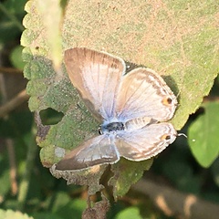 Catochrysops strabo strabo