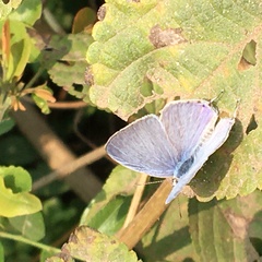 Catochrysops strabo strabo