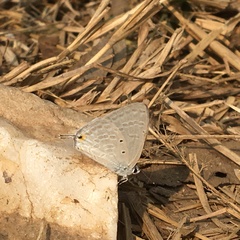 Catochrysops strabo strabo