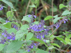 Salvia longispicata