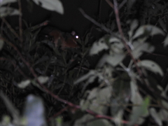 Pseudocheirus peregrinus