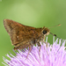 Double-dotted Skipper - Photo (c) Roberto R. Calderón, some rights reserved (CC BY-NC), uploaded by Roberto R. Calderón