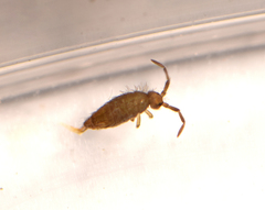 Collembola