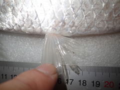 Megalops cyprinoides