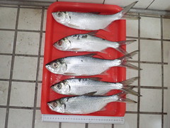 Megalops cyprinoides