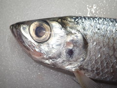 Megalops cyprinoides