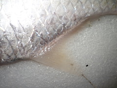 Megalops cyprinoides