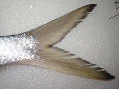 Megalops cyprinoides