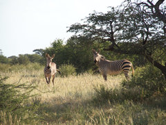 Equus zebra