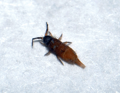 Collembola