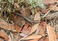 Pseudemoia entrecasteauxii