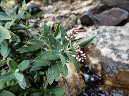 Veronica albicans