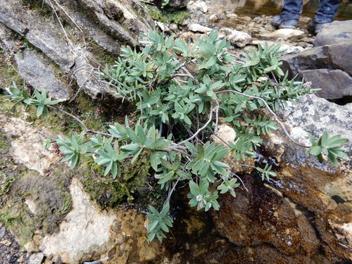 Veronica albicans, photograph 1