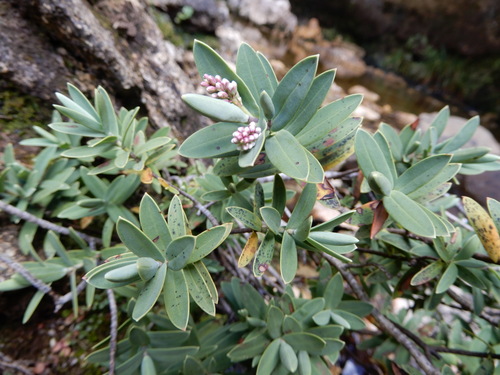 Veronica albicans, photograph 2