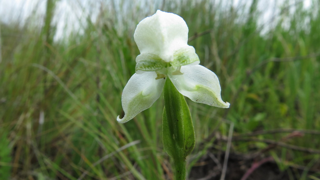 Disperis wealei