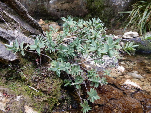 Veronica albicans, photograph 3