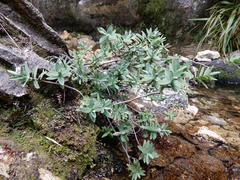 Veronica albicans