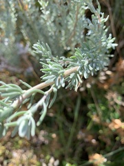 Eriocephalus racemosus racemosus