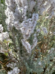 Eriocephalus racemosus racemosus