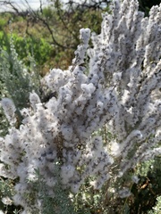 Eriocephalus racemosus racemosus