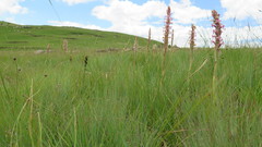 Satyrium longicauda image