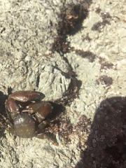 Petrolisthes