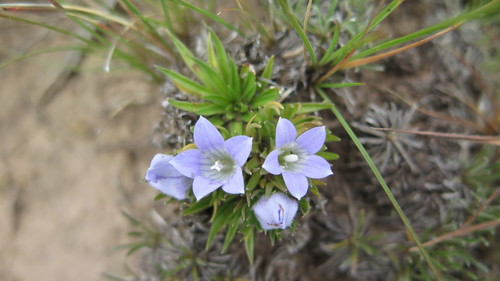 Image of Craterocapsa tarsodes by (c) Suvarna Parbhoo Mohan, some rights reserved (CC BY-SA)