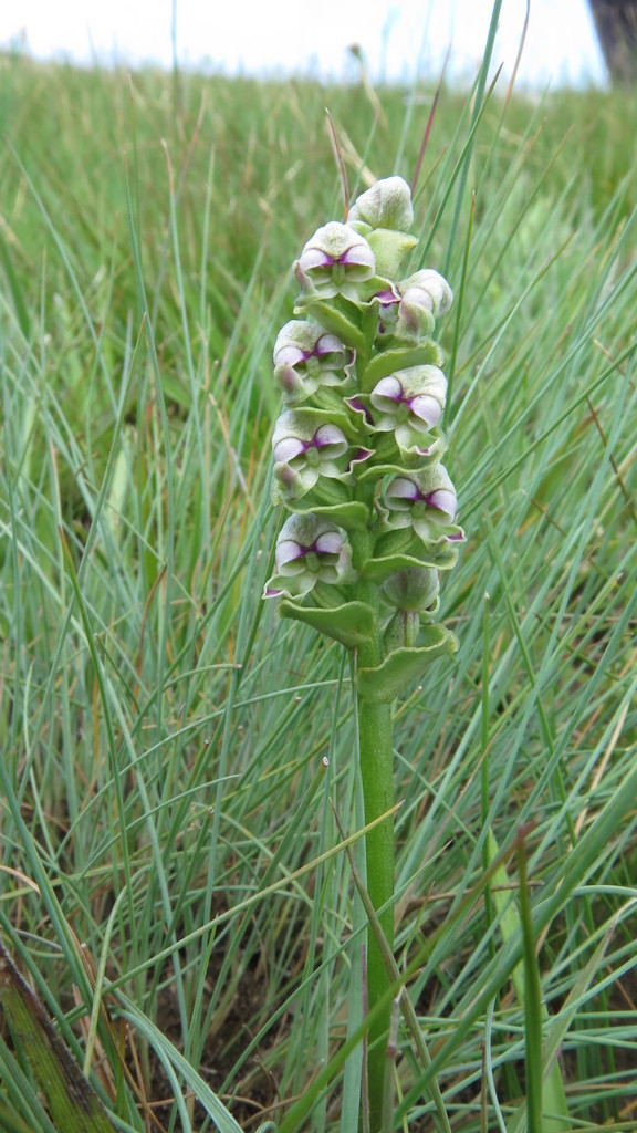 Disperis cardiophora
