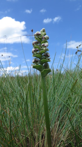 Disperis cardiophora image