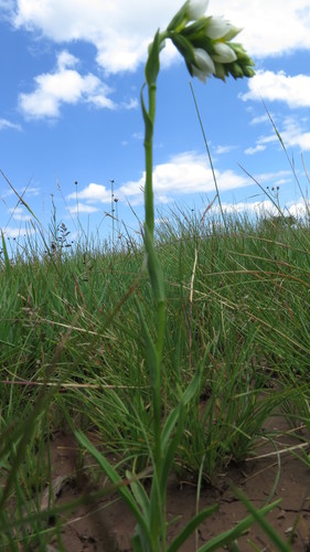 Schizochilus flexuosus image