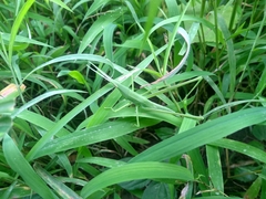Acrida cinerea